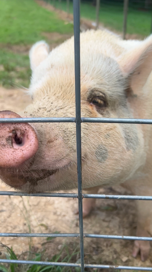 Lulu Meeting Lux for the First Time